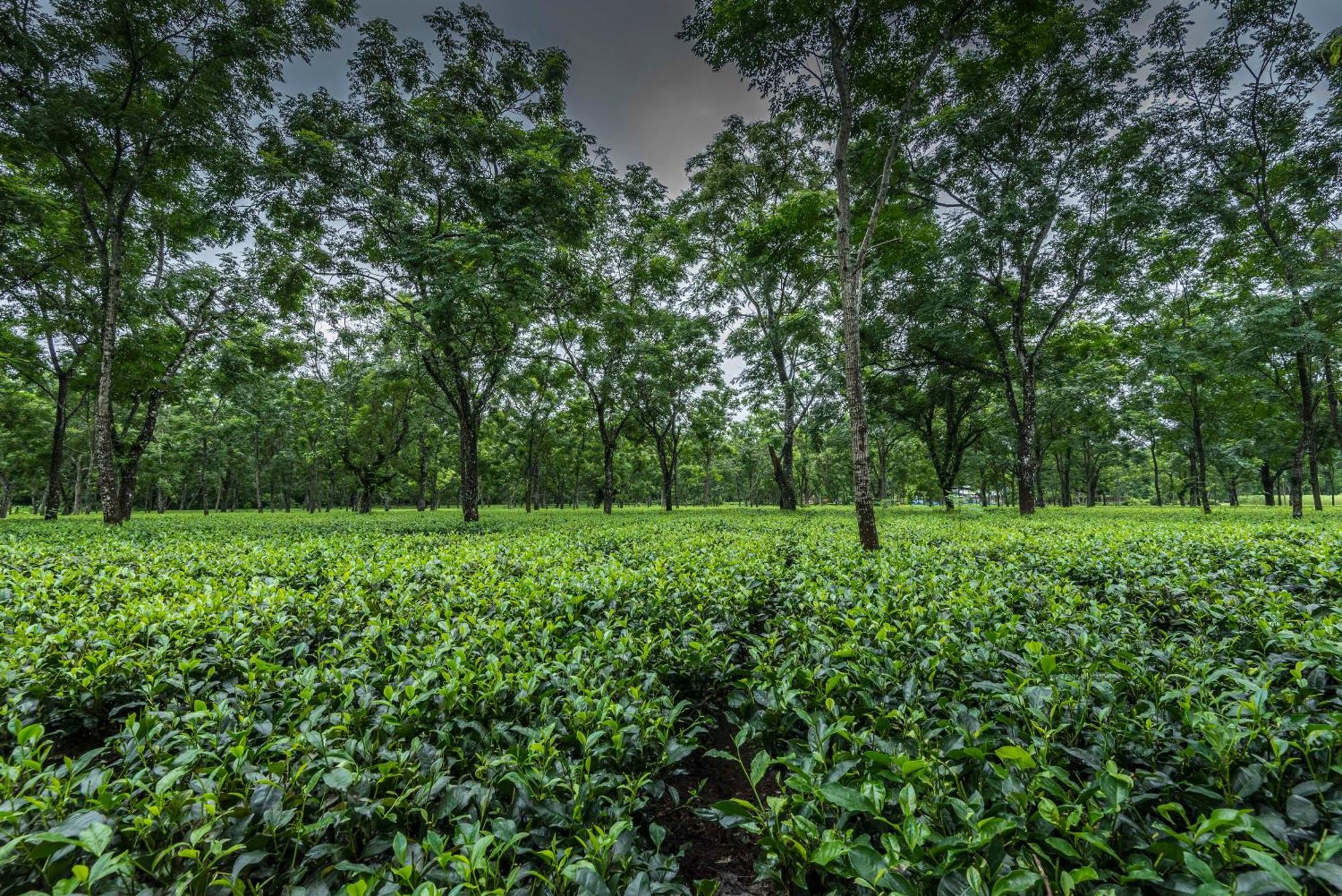 Tusker Tea County 호텔 Chālsa 외부 사진